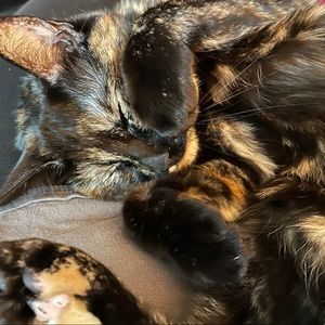 Meet the Posher, Vesper